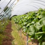 Best Sustainable Farming Online Courses